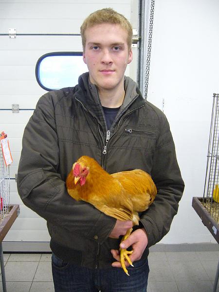 Delbrueck 2008 200.jpg - Zwerg Wyandotten gelb von Franz Stamm Preis HV 96 JB